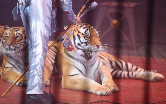 Russia Circus Festival