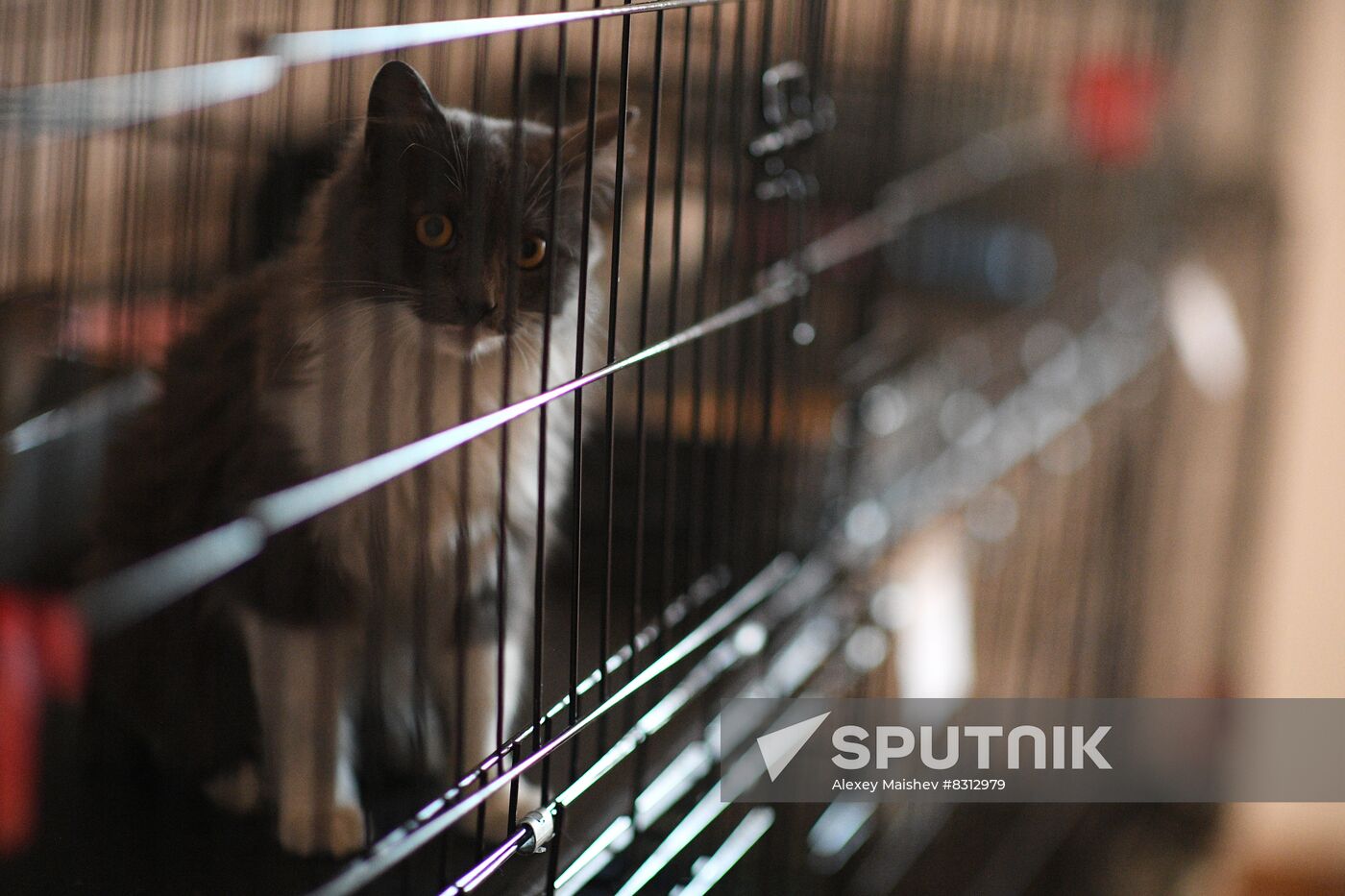 Russia Ukraine Military Operation Cat Shelter