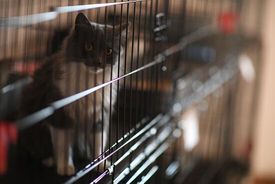 Russia Ukraine Military Operation Cat Shelter