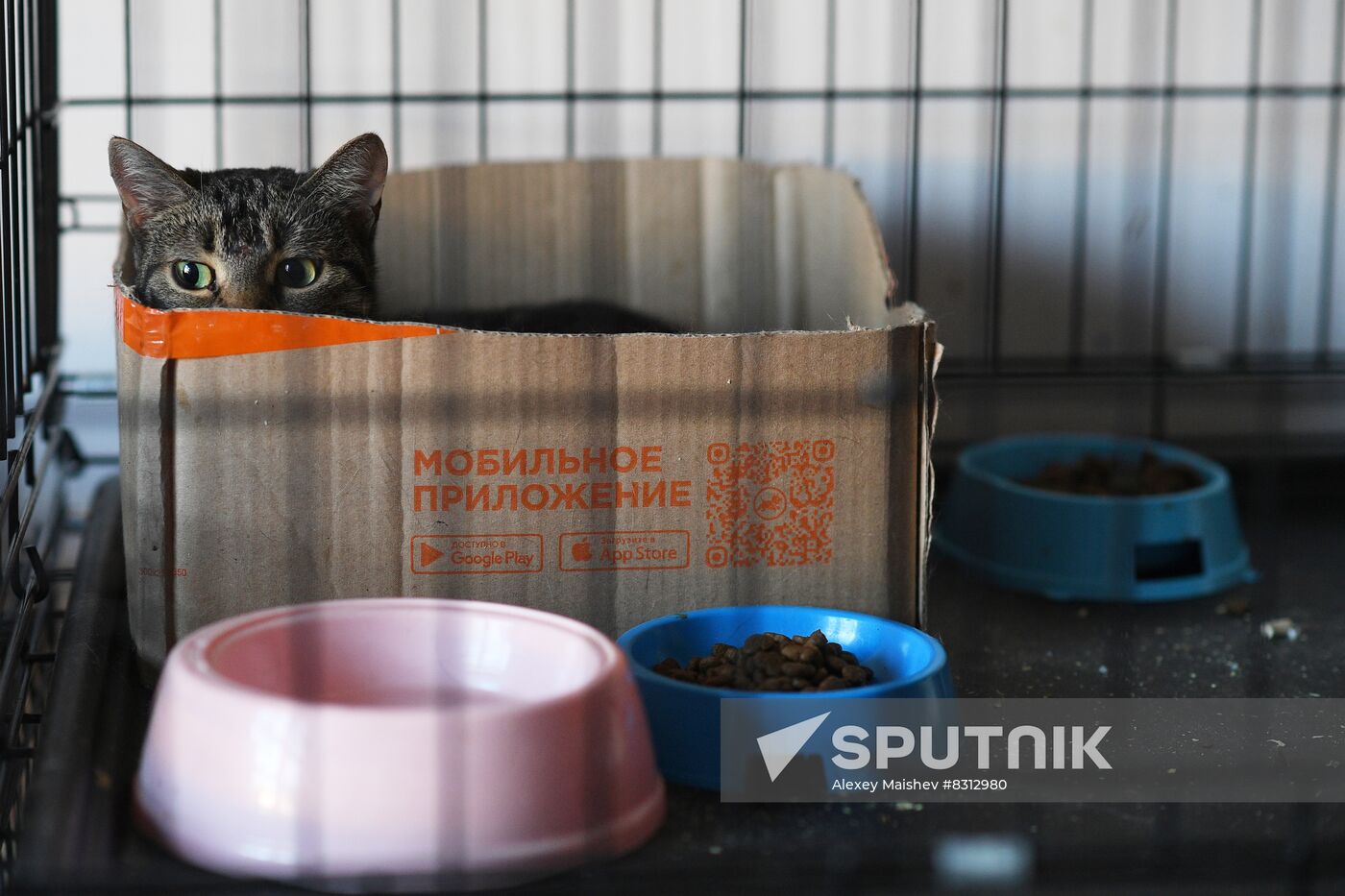 Russia Ukraine Military Operation Cat Shelter