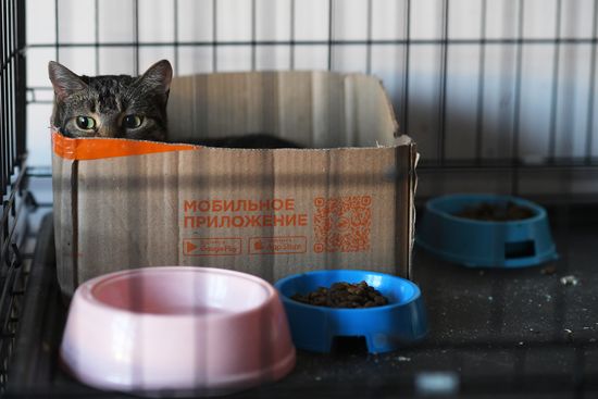 Russia Ukraine Military Operation Cat Shelter
