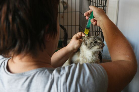 Russia Ukraine Military Operation Cat Shelter