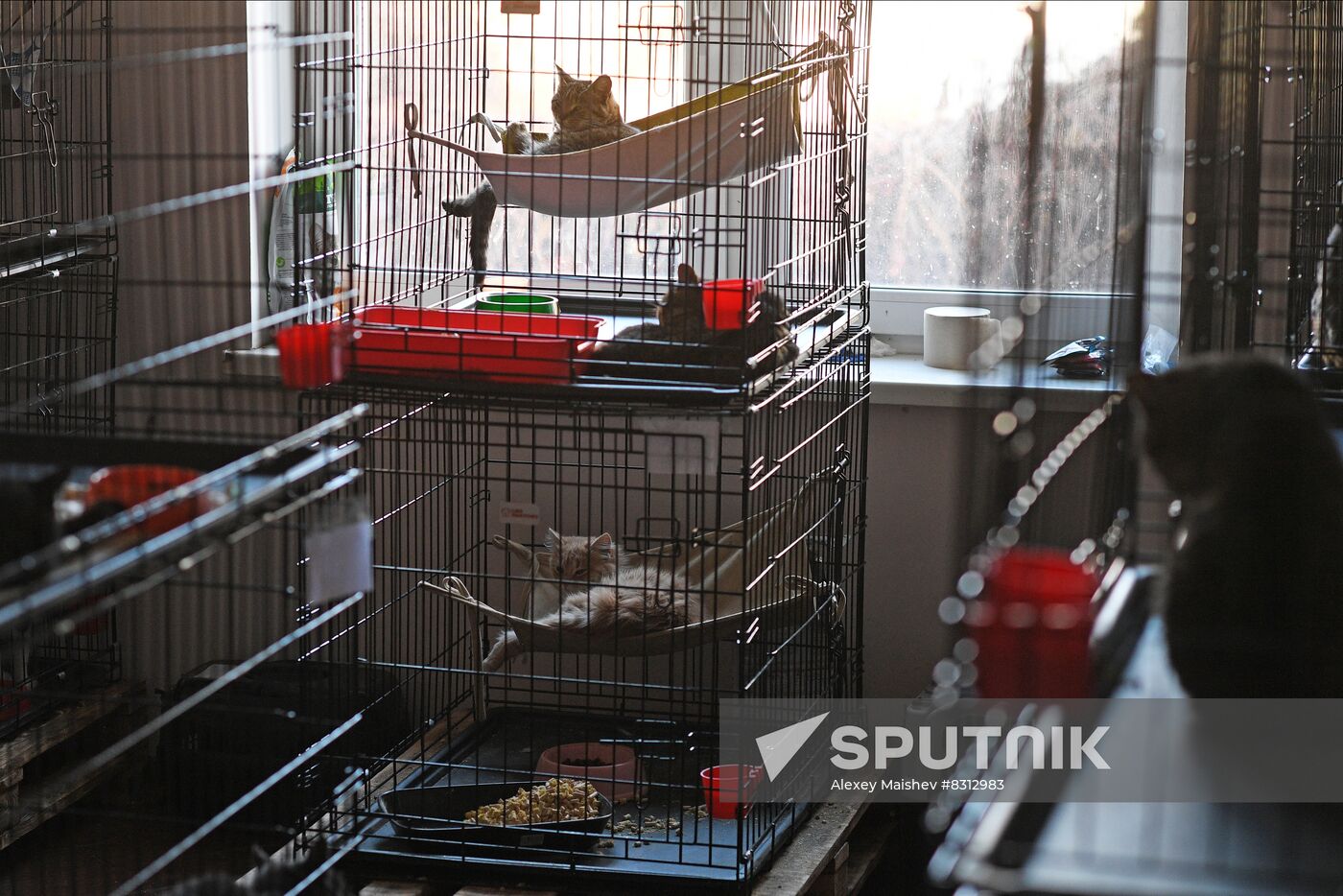 Russia Ukraine Military Operation Cat Shelter