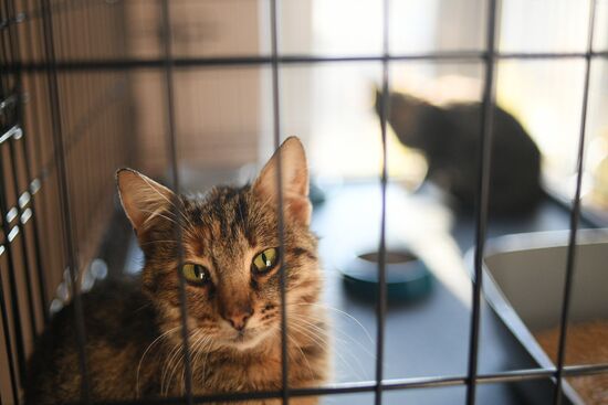 Russia Ukraine Military Operation Cat Shelter