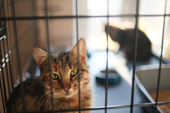 Russia Ukraine Military Operation Cat Shelter