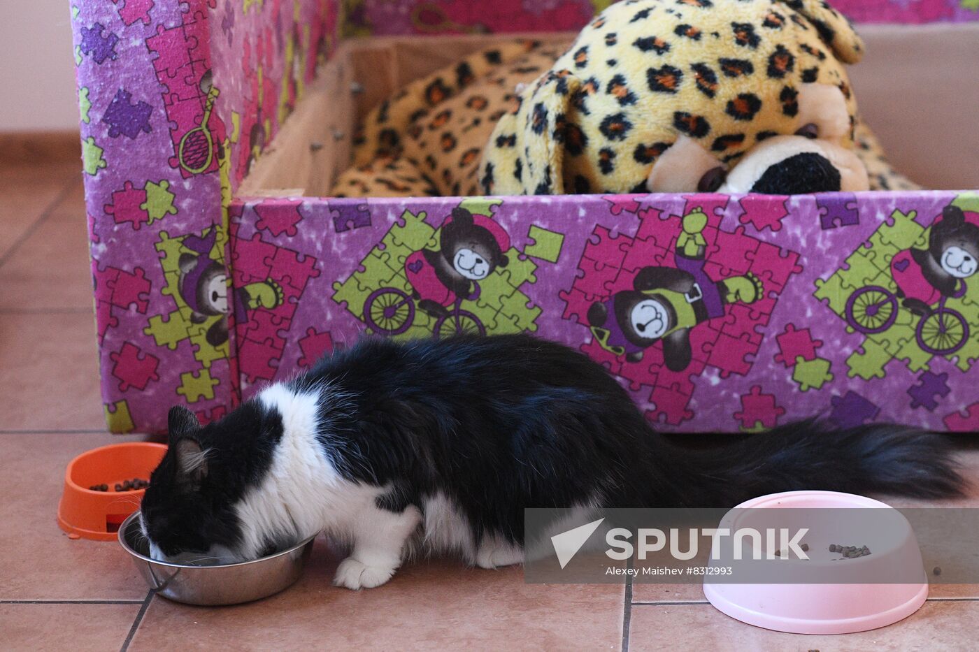 Russia Ukraine Military Operation Cat Shelter