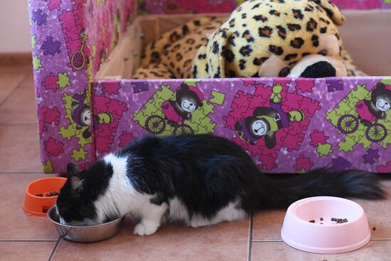 Russia Ukraine Military Operation Cat Shelter