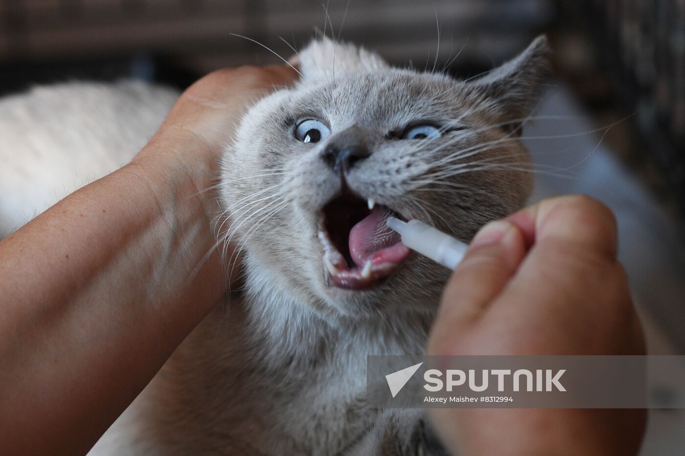 Russia Ukraine Military Operation Cat Shelter