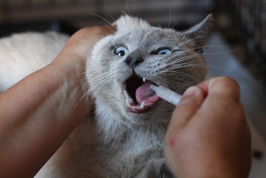 Russia Ukraine Military Operation Cat Shelter