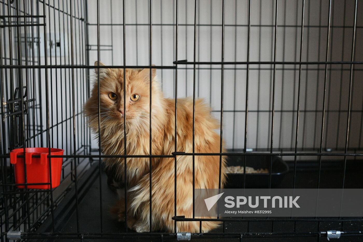 Russia Ukraine Military Operation Cat Shelter