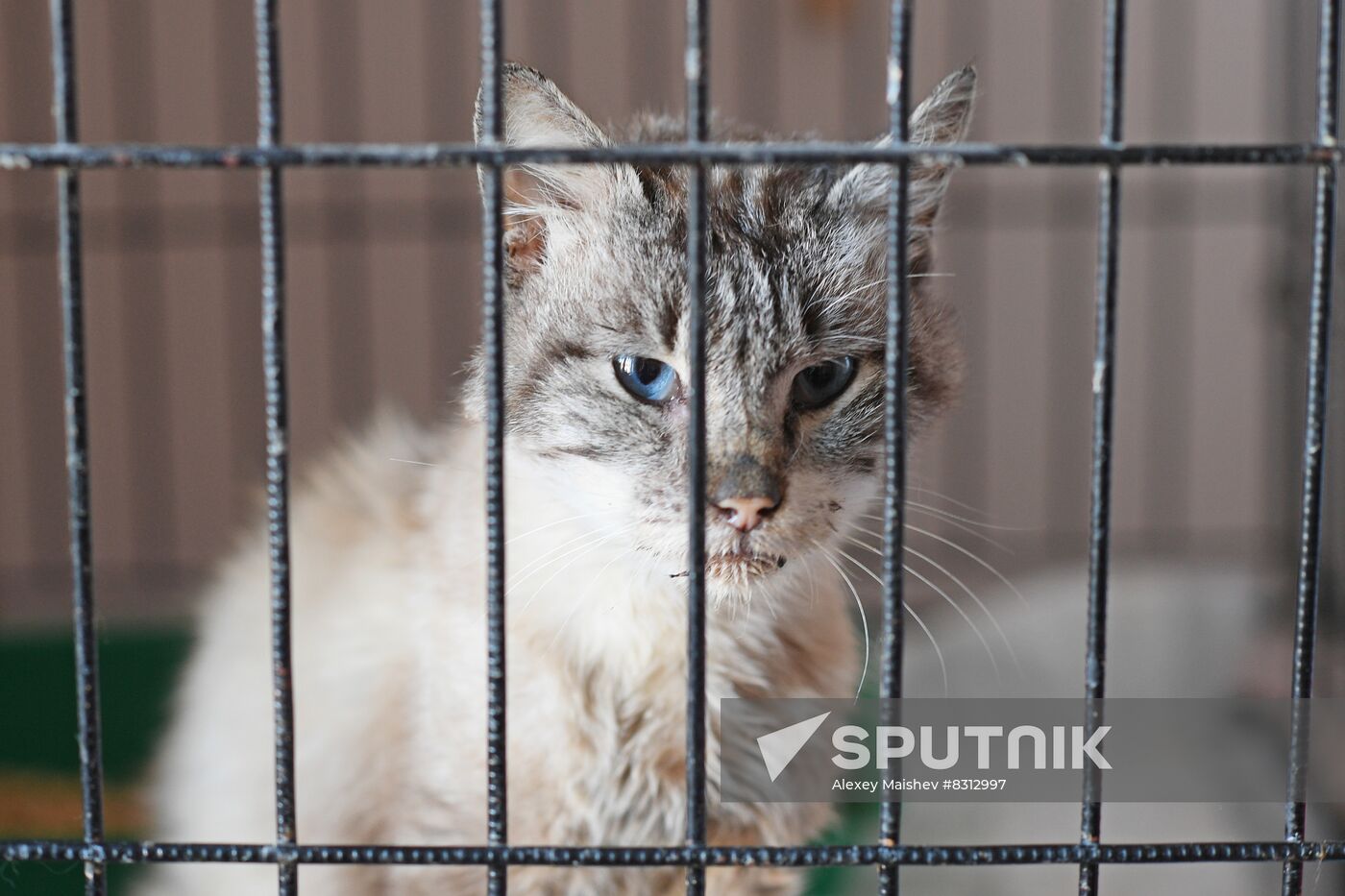 Russia Ukraine Military Operation Cat Shelter