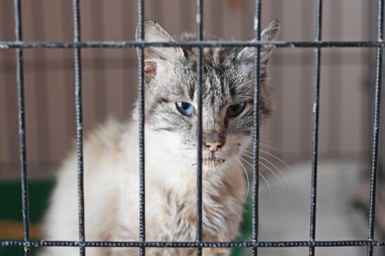 Russia Ukraine Military Operation Cat Shelter