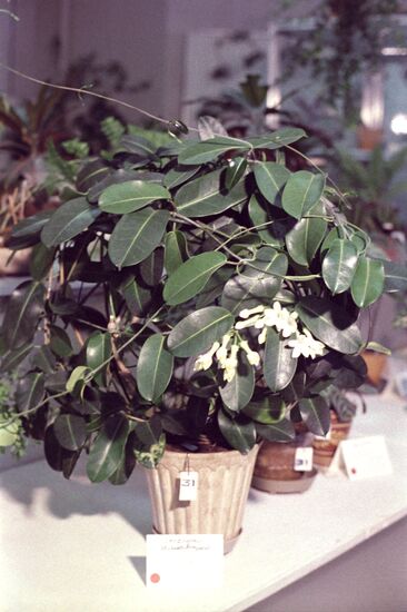Houseplants