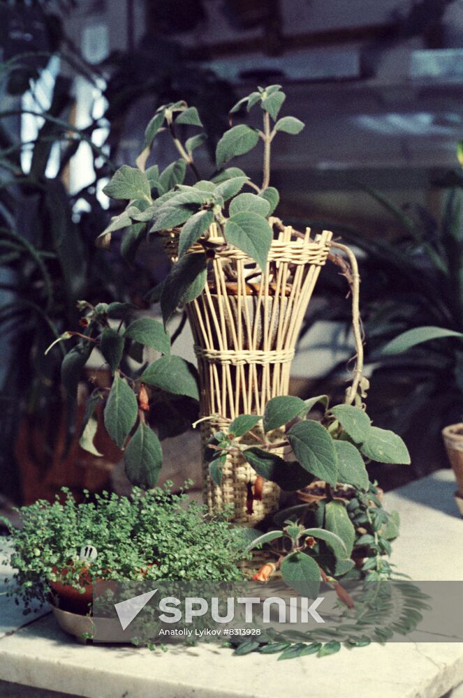 Houseplants
