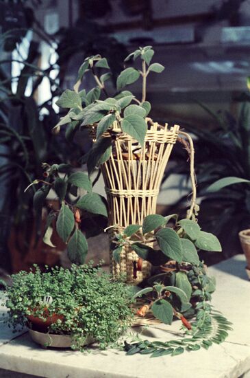 Houseplants