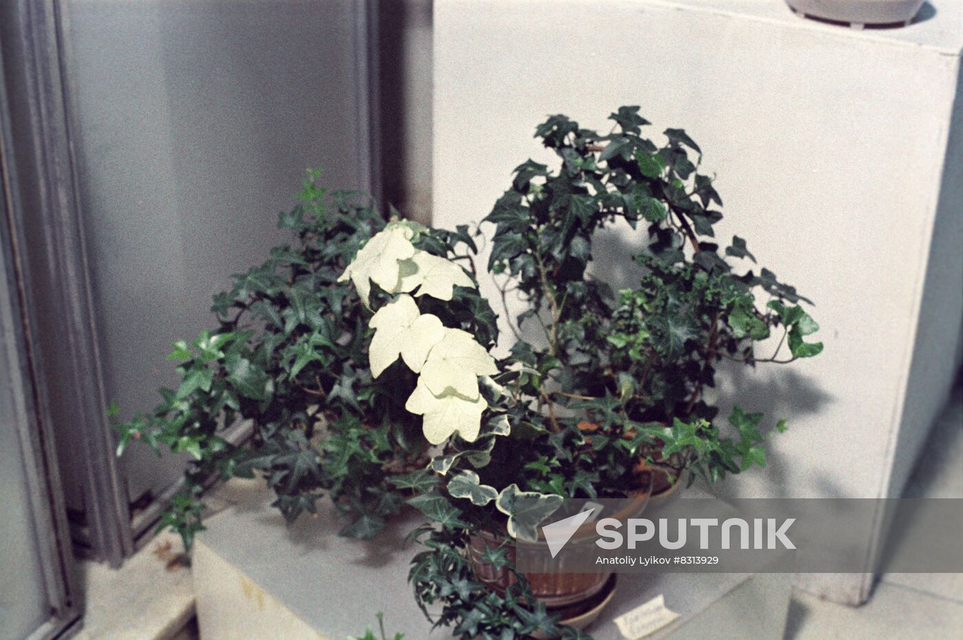 Houseplants