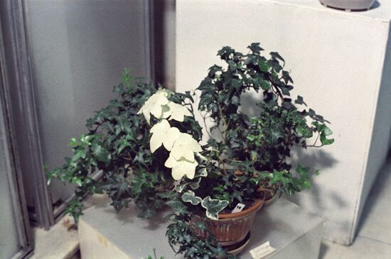 Houseplants