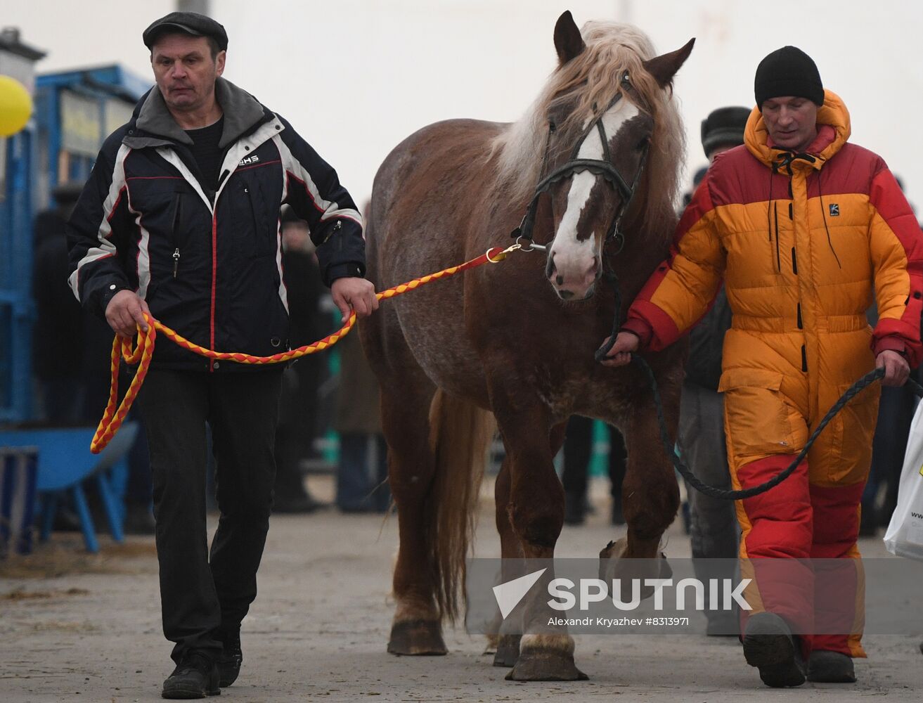 Russia Agriculture Breeding Animals Exhibition