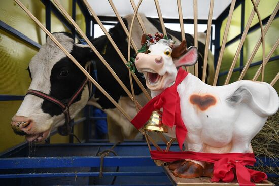 Russia Agriculture Breeding Animals Exhibition