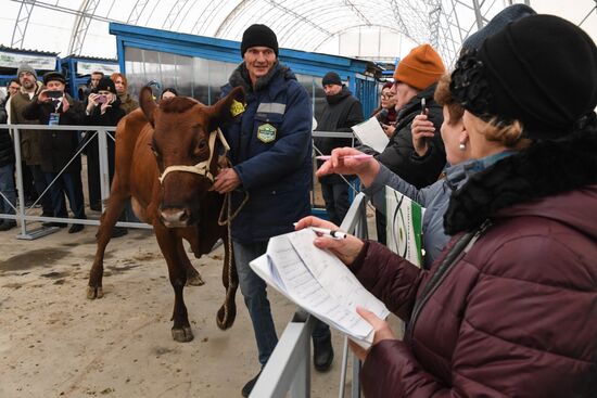 Russia Agriculture Breeding Animals Exhibition