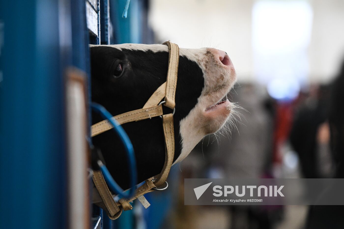 Russia Agriculture Breeding Animals Exhibition