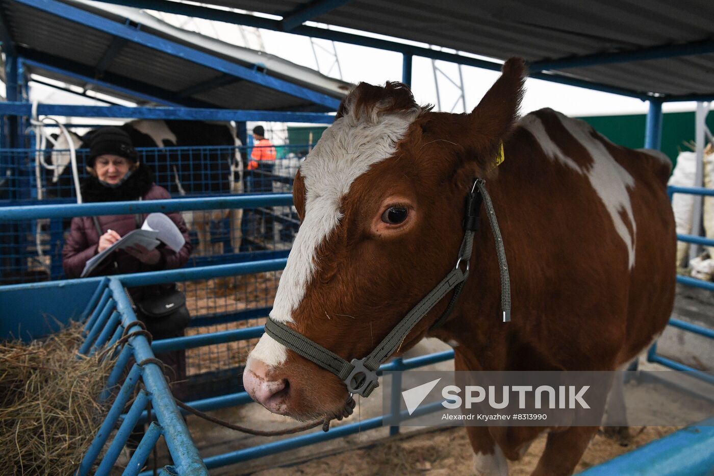 Russia Agriculture Breeding Animals Exhibition