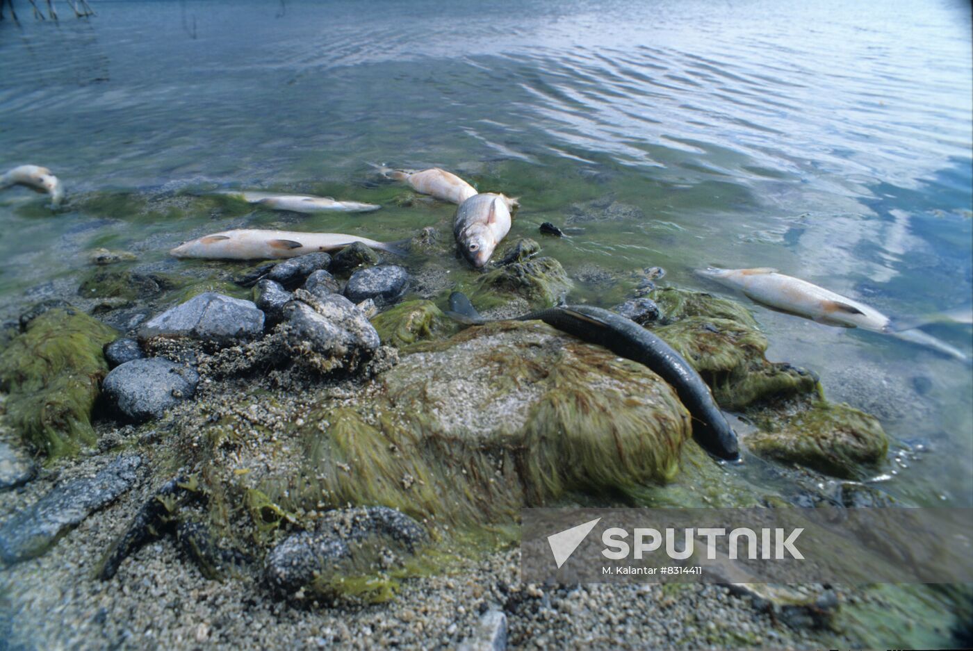 Violation of Lake Sevan ecology
