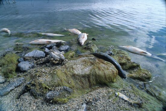 Violation of Lake Sevan ecology