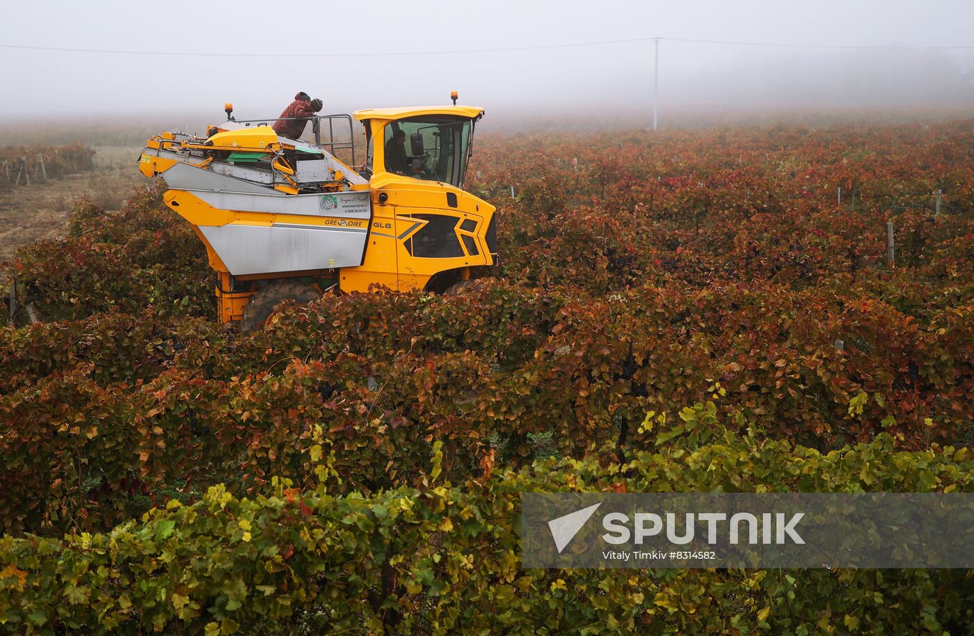 Russia Agriculture Grape Harvest