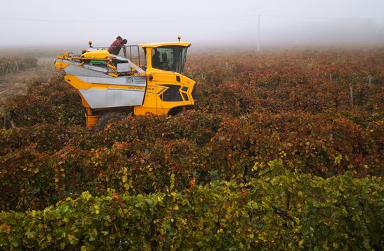 Russia Agriculture Grape Harvest