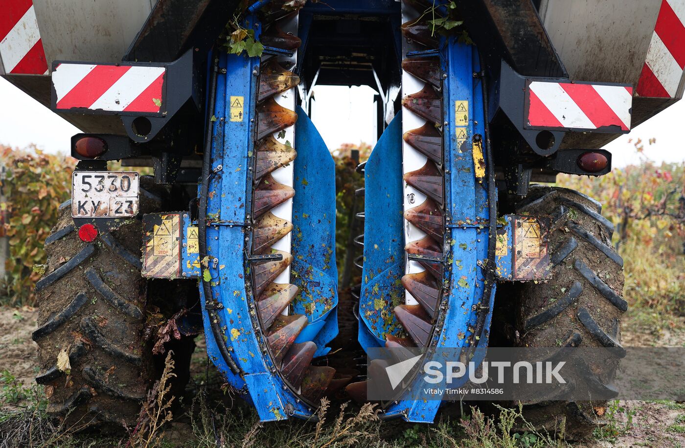 Russia Agriculture Grape Harvest