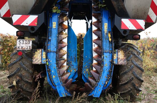 Russia Agriculture Grape Harvest