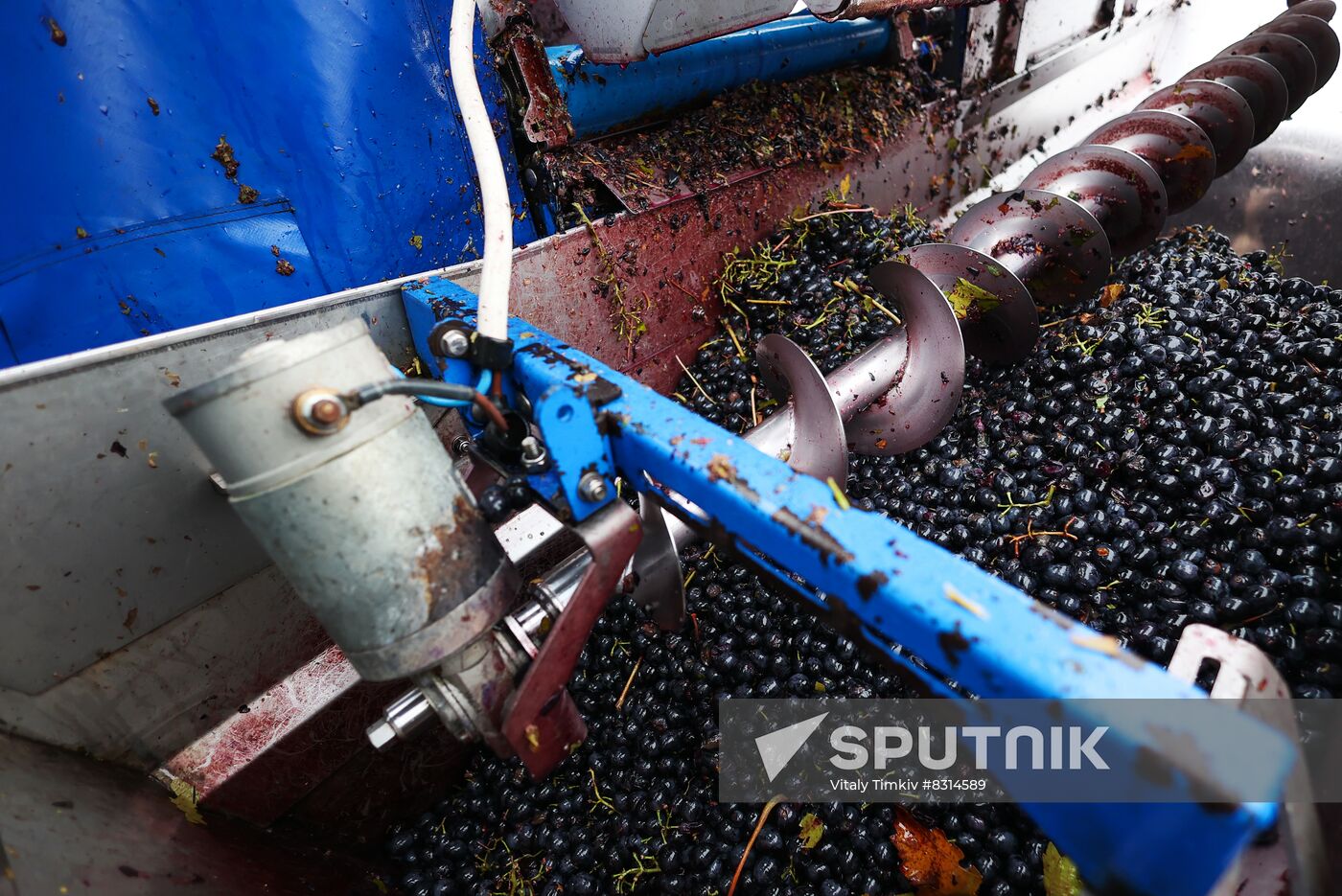 Russia Agriculture Grape Harvest