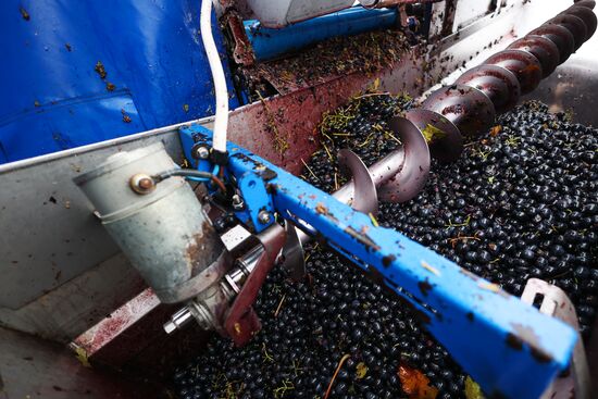 Russia Agriculture Grape Harvest