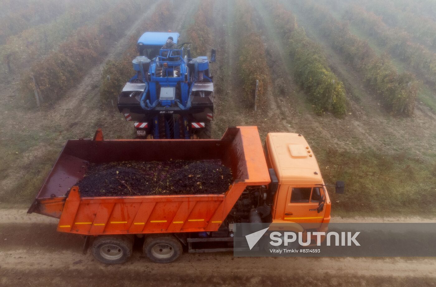 Russia Agriculture Grape Harvest