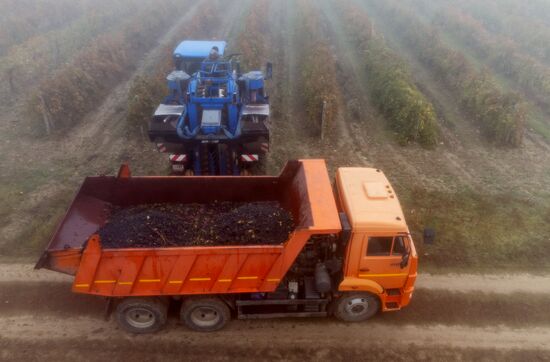 Russia Agriculture Grape Harvest