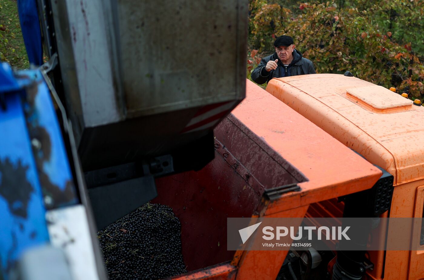 Russia Agriculture Grape Harvest