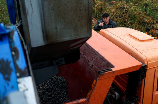 Russia Agriculture Grape Harvest