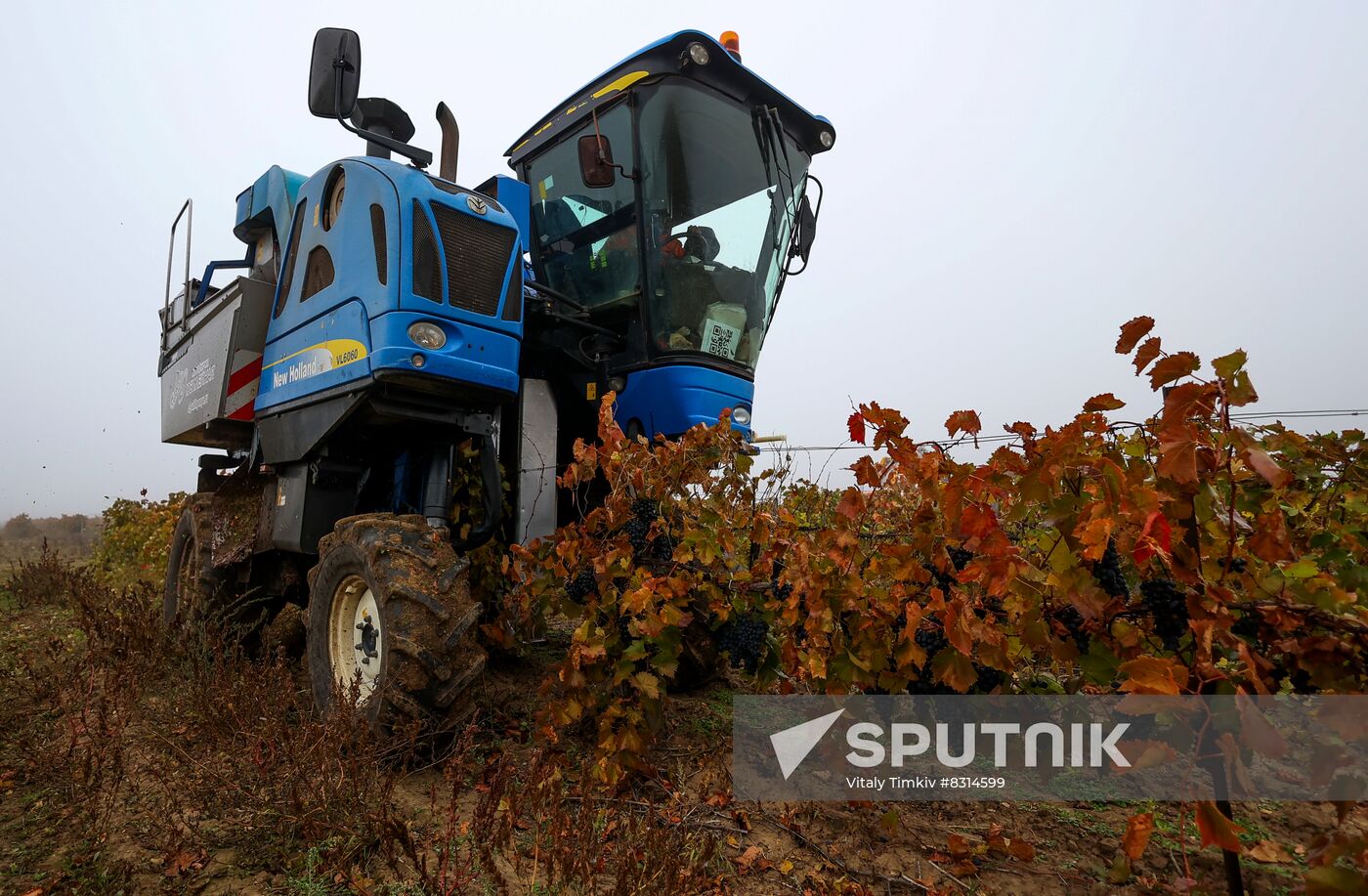 Russia Agriculture Grape Harvest