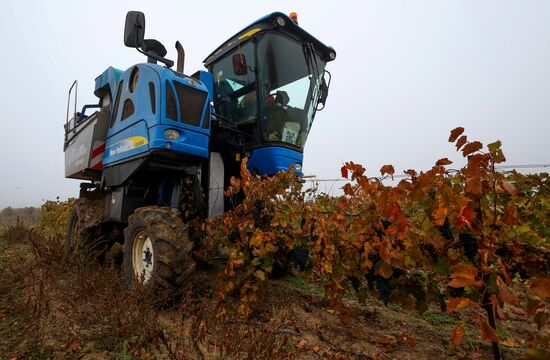 Russia Agriculture Grape Harvest