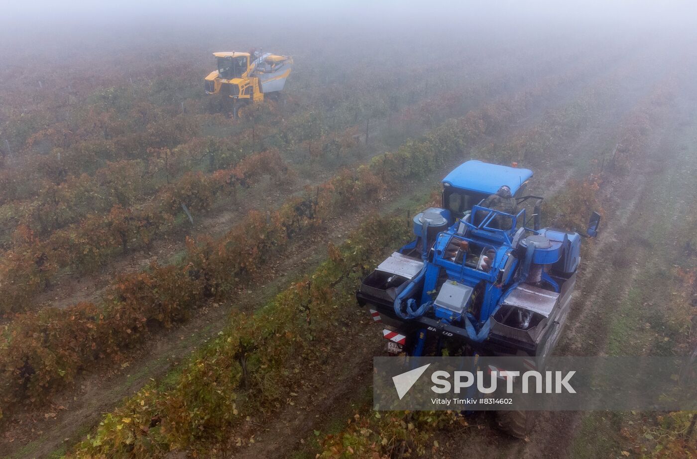 Russia Agriculture Grape Harvest
