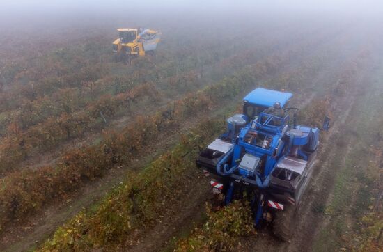 Russia Agriculture Grape Harvest