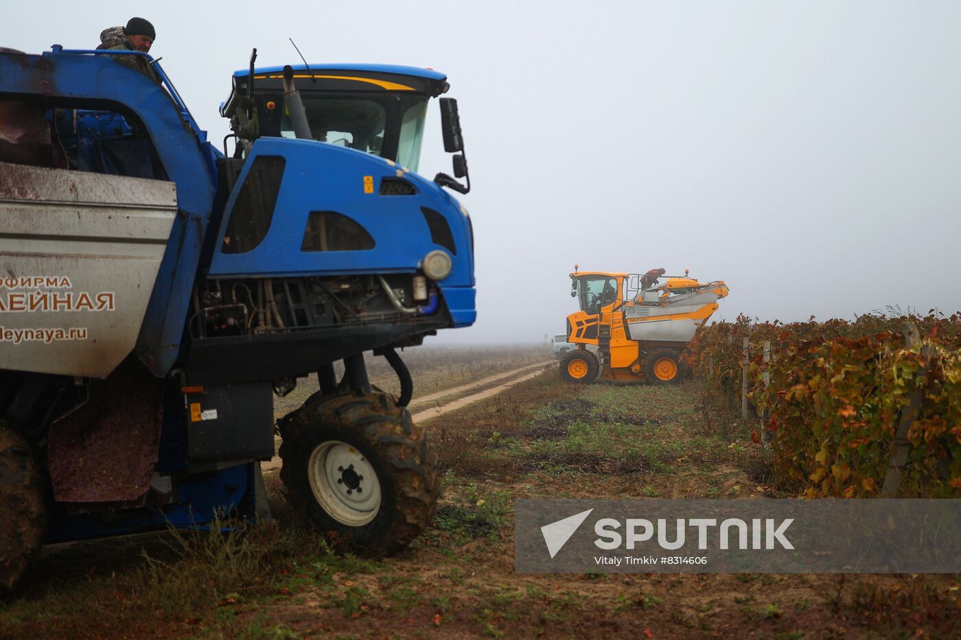 Russia Agriculture Grape Harvest