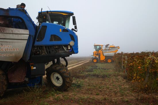 Russia Agriculture Grape Harvest