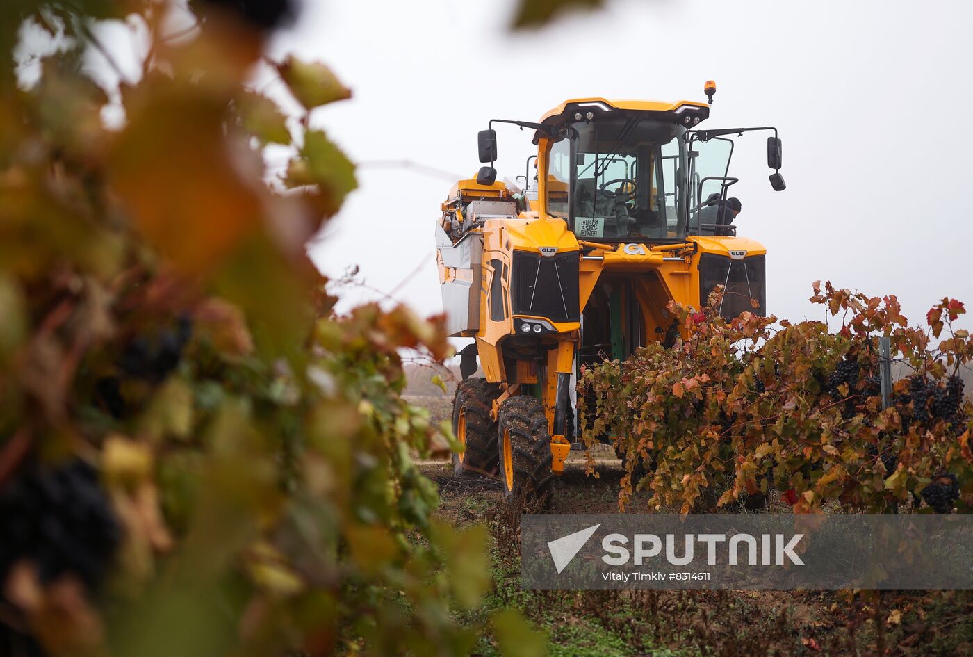 Russia Agriculture Grape Harvest
