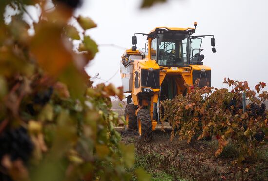 Russia Agriculture Grape Harvest