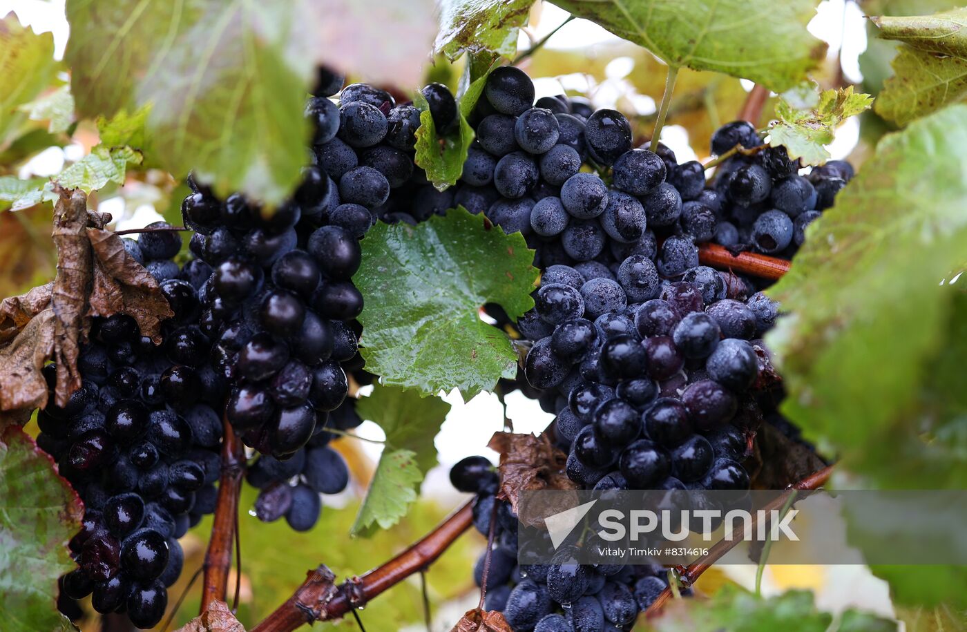 Russia Agriculture Grape Harvest