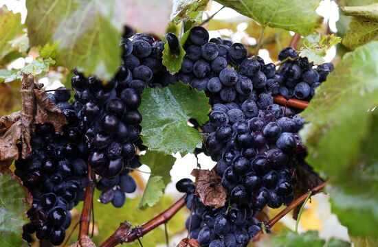 Russia Agriculture Grape Harvest