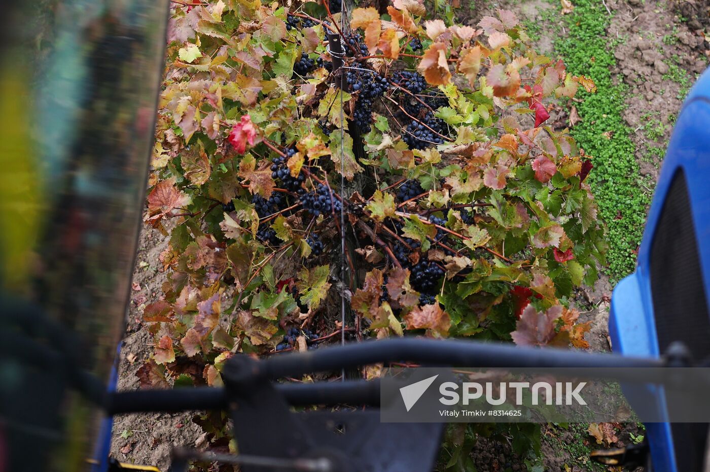 Russia Agriculture Grape Harvest
