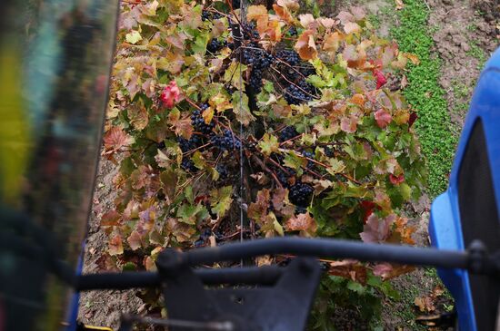 Russia Agriculture Grape Harvest
